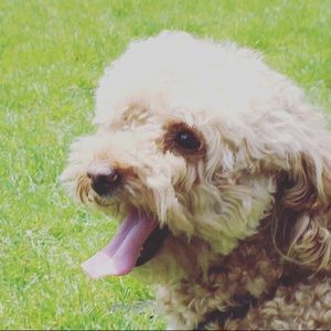 Meet your Posher, Chloe